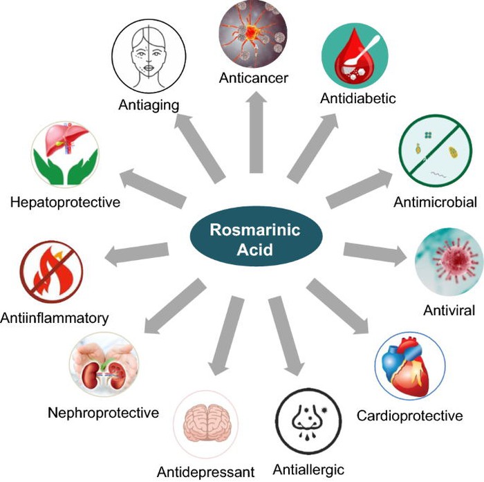 Benefits Of Rosmarinic Acid.jpg